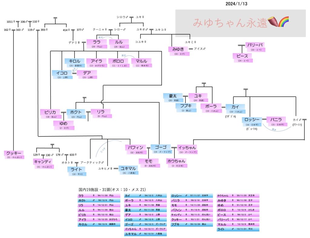 国内のホッキョクグマ家系図2024年1月13日時点